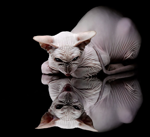 APEX英雄 新星选手崛起备受期待,apex l星