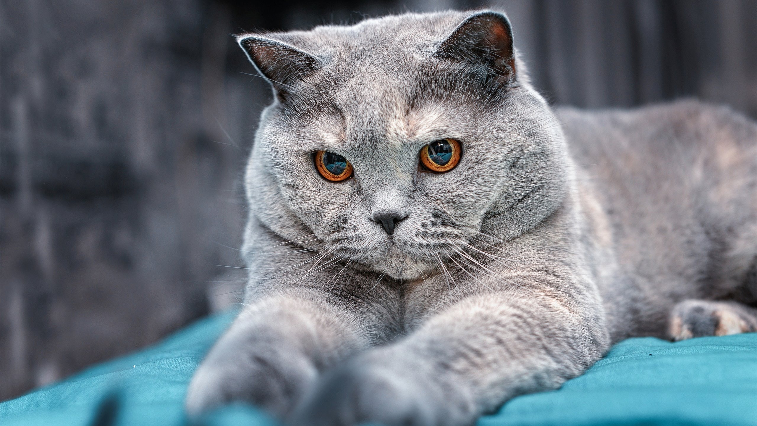 leyu乐鱼官网登录入口-“意甲盘点：精彩比赛不断，冠军悬念持续升温”，意甲经典比赛如c77 tv