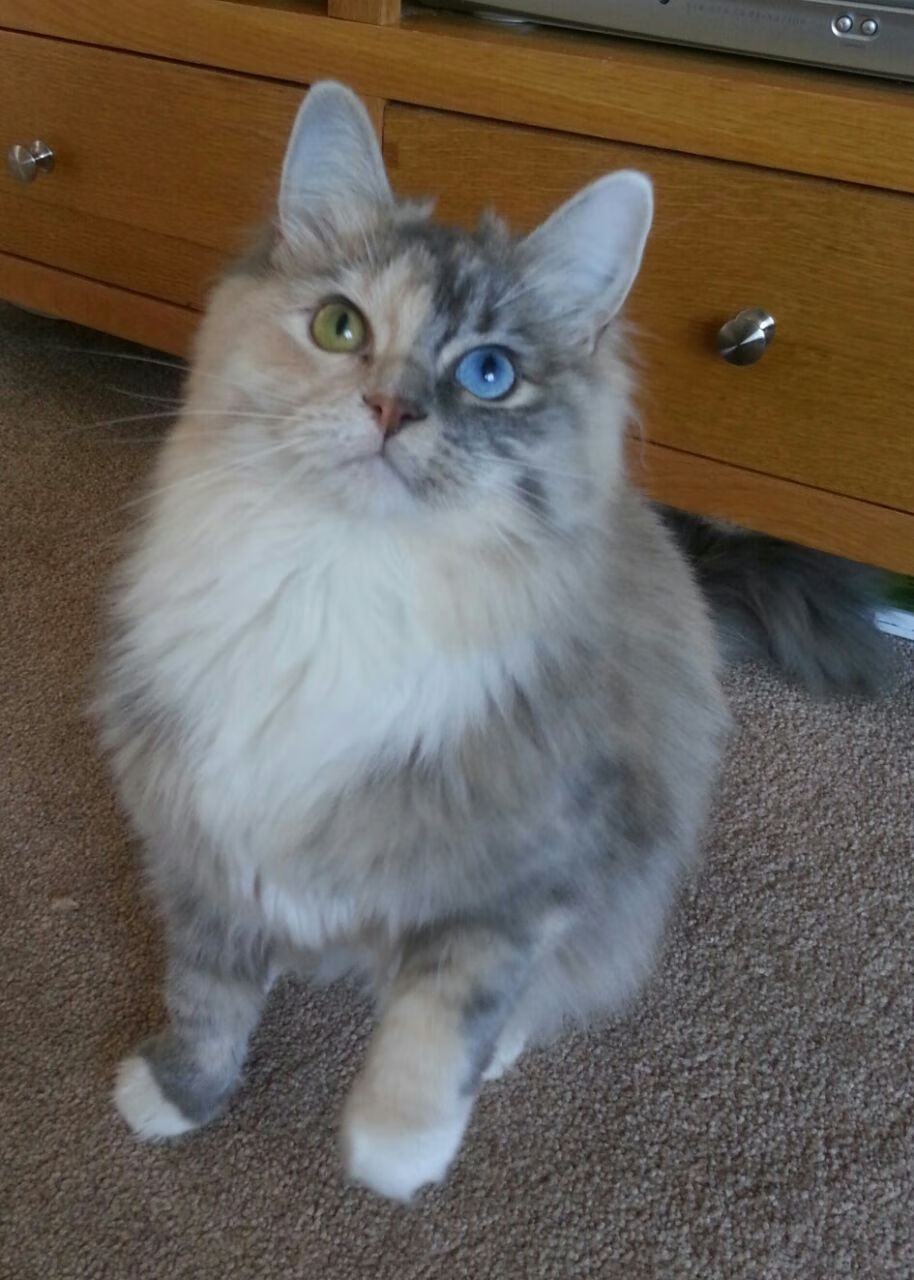 “意甲盘点:精彩比赛不断,冠军悬念持续升温”,意甲经典比赛如c77 tv