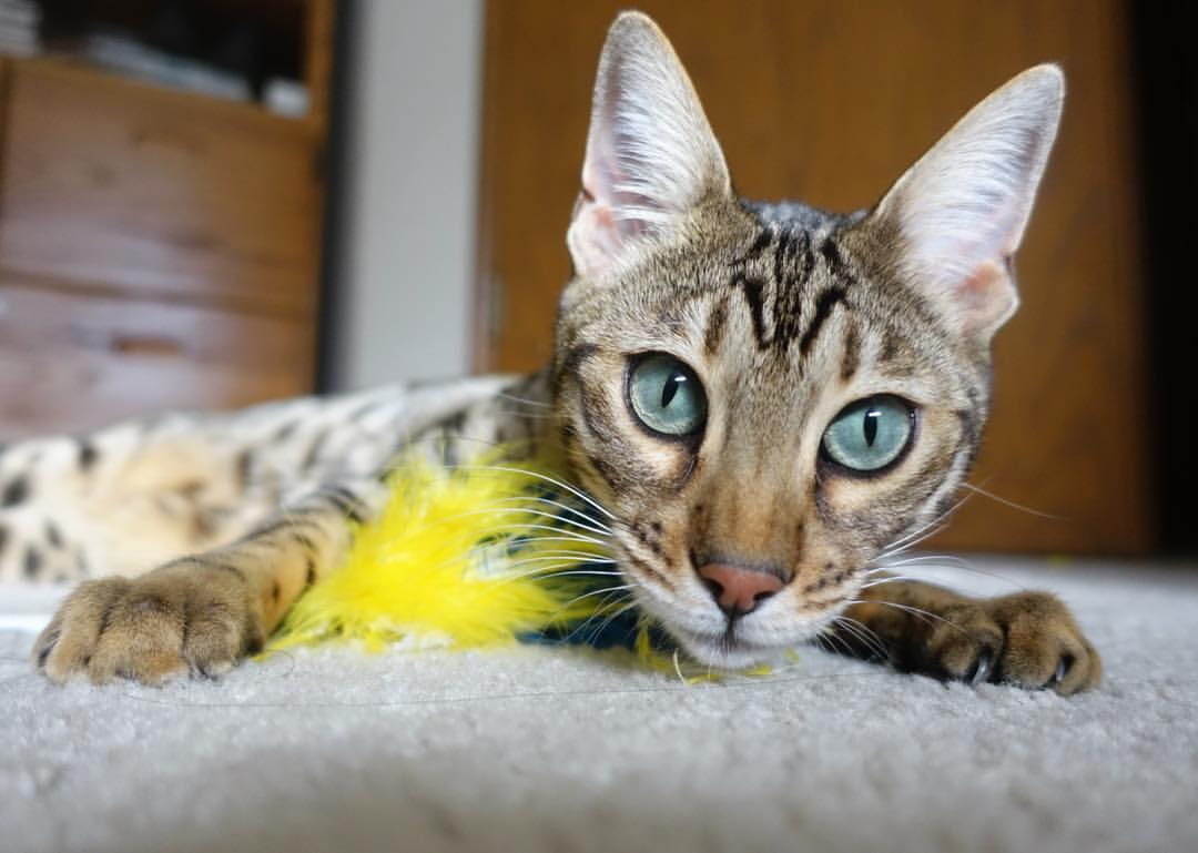 乐鱼官网-“英超绝杀时刻：最后一分钟逆袭震撼全场”，英超22秒反绝杀