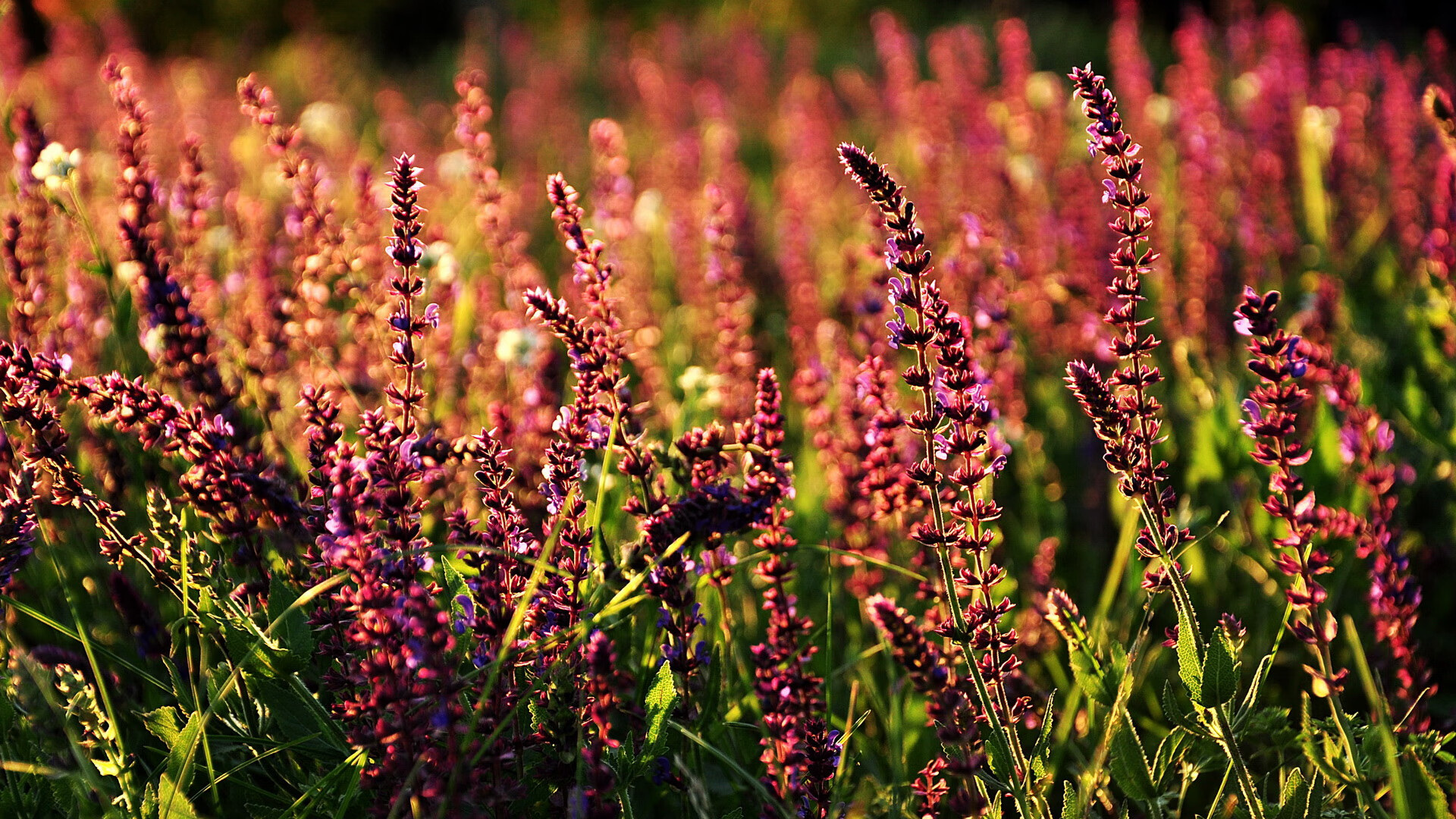 LeyuSports-德甲赛事精彩纷呈，关键扑救有力扭转局面，德甲足球比赛