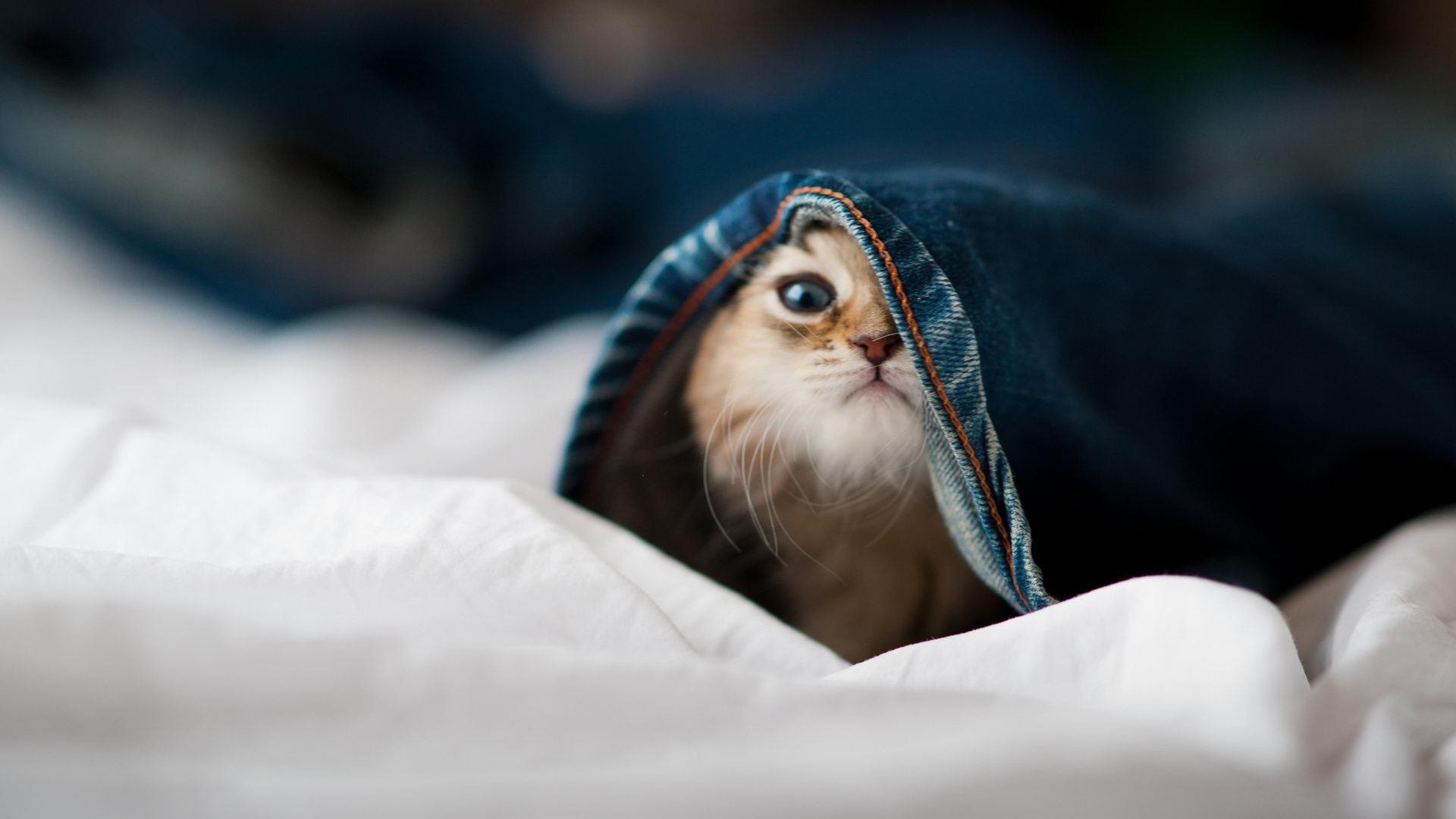 球场盛典:年度最豪华的明星表演集锦,球星名场面