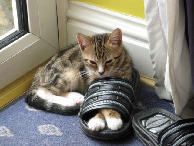 乐鱼vip-球场瞬间：令人心跳加速的精彩时刻集锦，球场上的瞬间