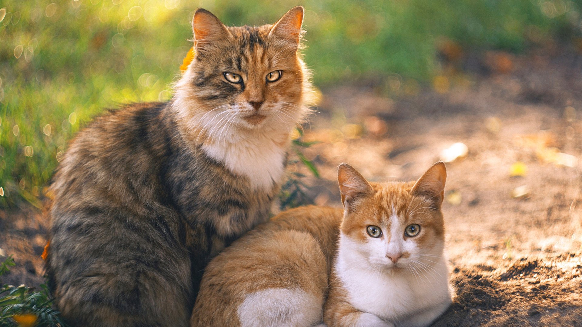 英超:曼城4-0横扫伯恩茅斯,哈兰德梅开二度,曼城silva