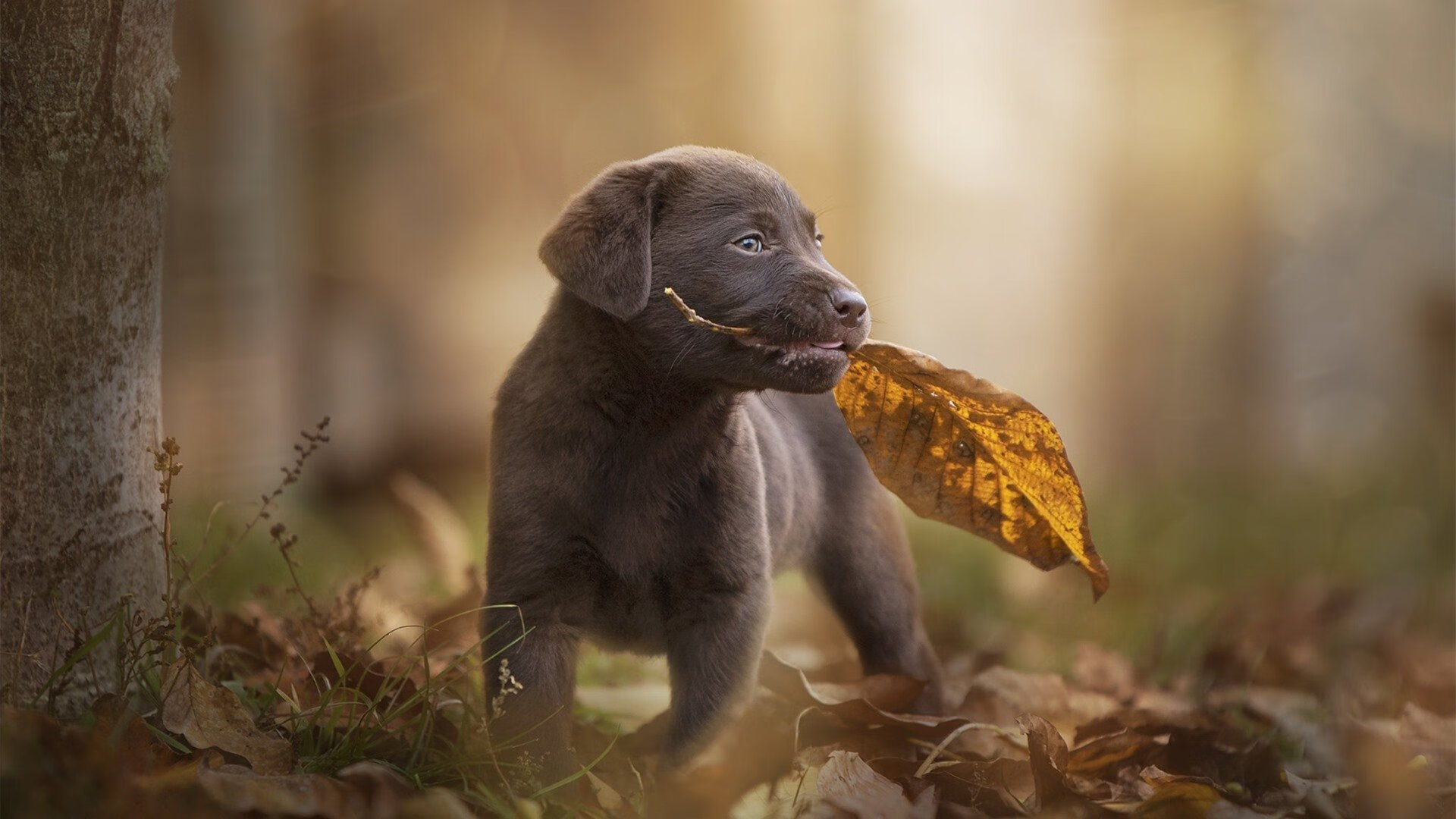 下载乐鱼体育APP-广东宏远签下强援，增强阵容深度，广东宏远队引援消息