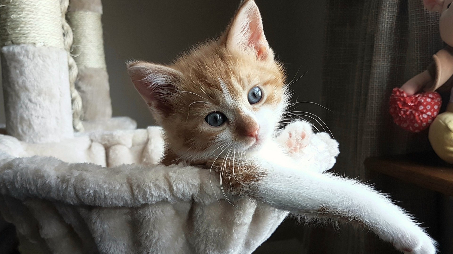 欧洲明星球员加盟NBA，引爆球员市场，来自欧洲的nba球员