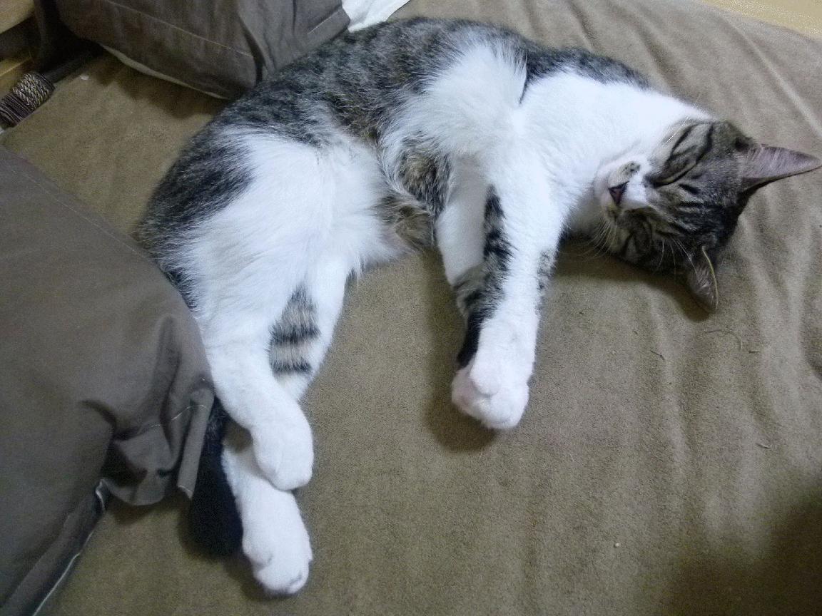 美因茨主帅喜迎新生儿,期待球队成功,美因茨ifhe