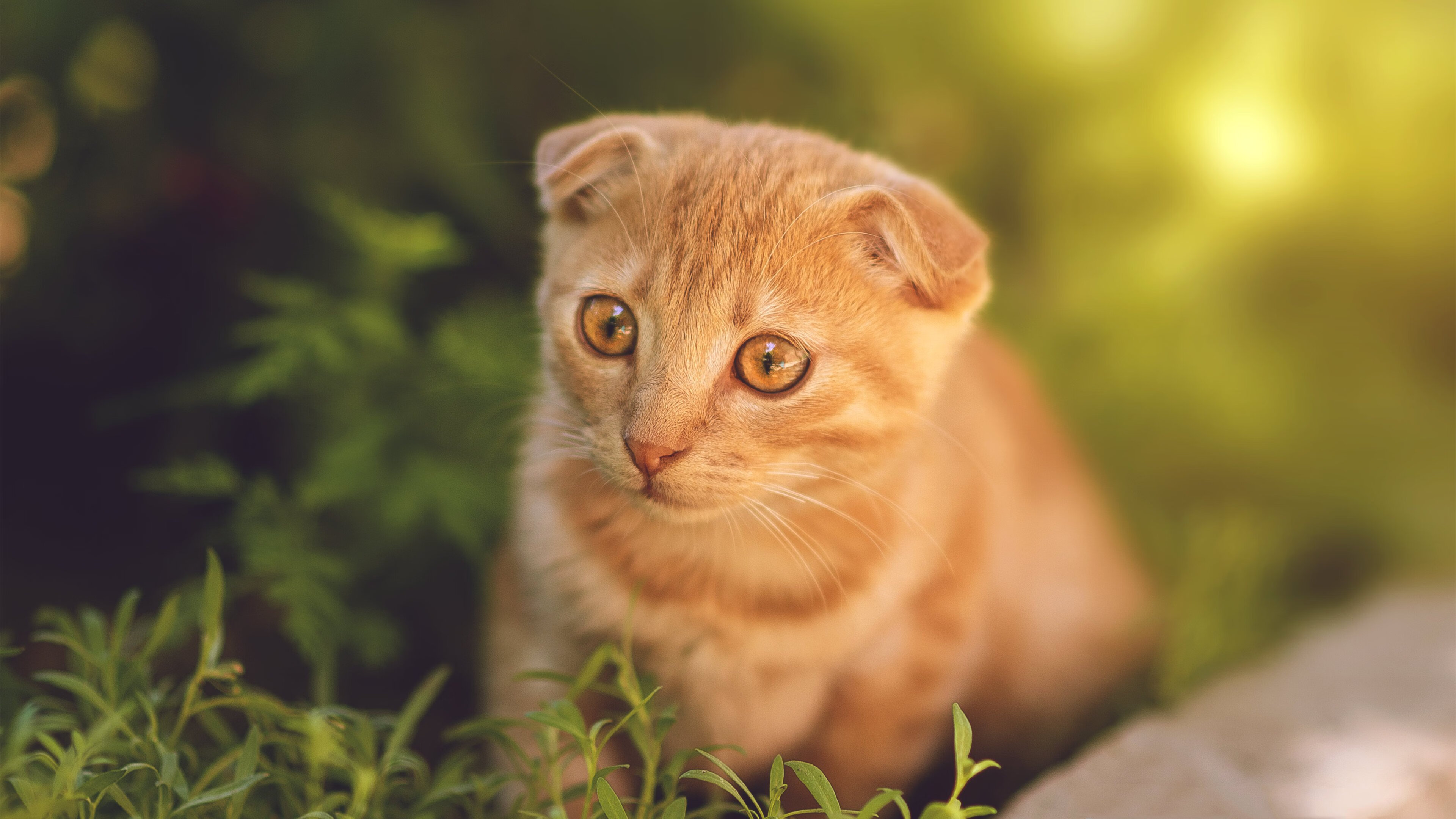 乐鱼电竞在线平台-美因茨作战奥格斯堡，主场求生之路，美因茨vs奥格斯堡 保级大战一触即发