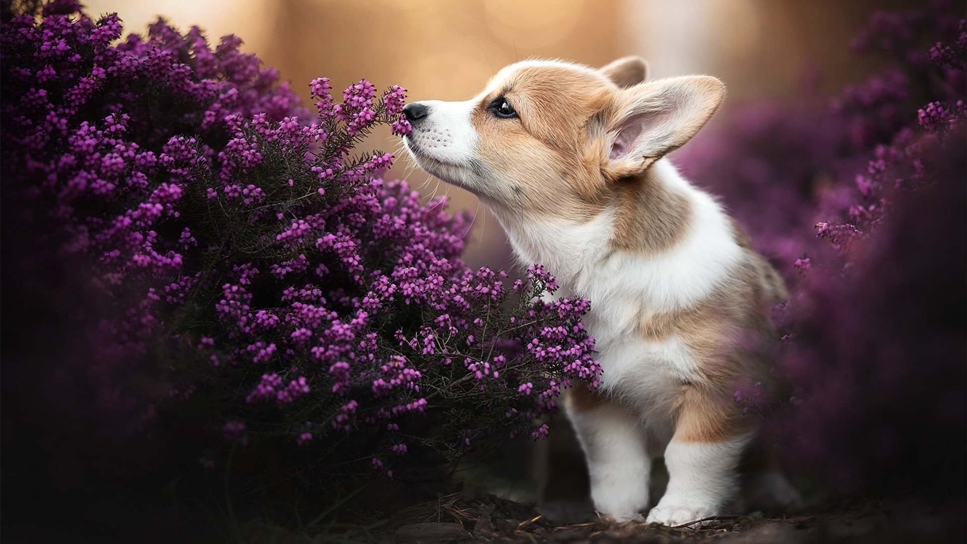 乐鱼电竞在线平台登录入口-中国篮球职业联赛球队战术体系优化及创新研究，篮球联赛战术中文版