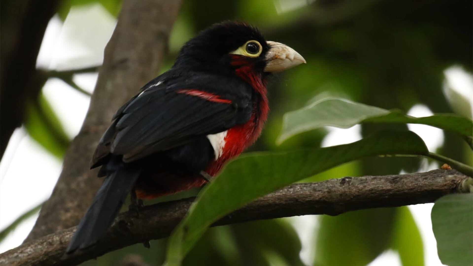 LEYU SPORTS中国官方网站-女子200蝶起跳弹跳力分析，女子两百米蝶泳