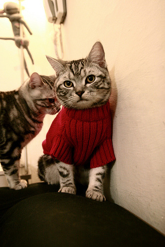 leyu乐鱼官网登录入口-女子国家队强化快速回防训练提升防守反击质量