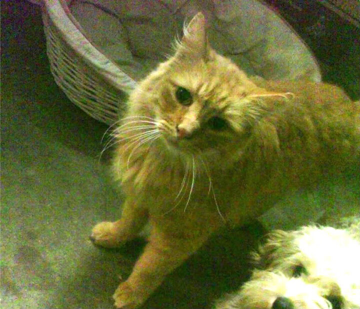 法甲俱乐部的青训成果展现,法甲队员