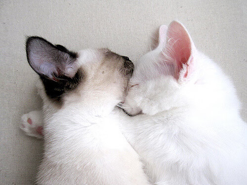 乐鱼vip-法甲青训成果的国际推广，法国足球青训体系