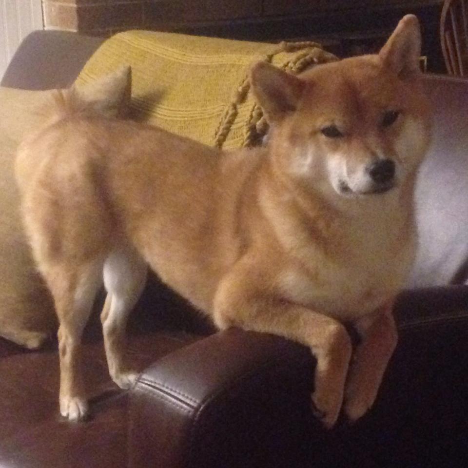 滑雪世界杯选手状态追踪，2021年滑雪世界杯什么时候开幕