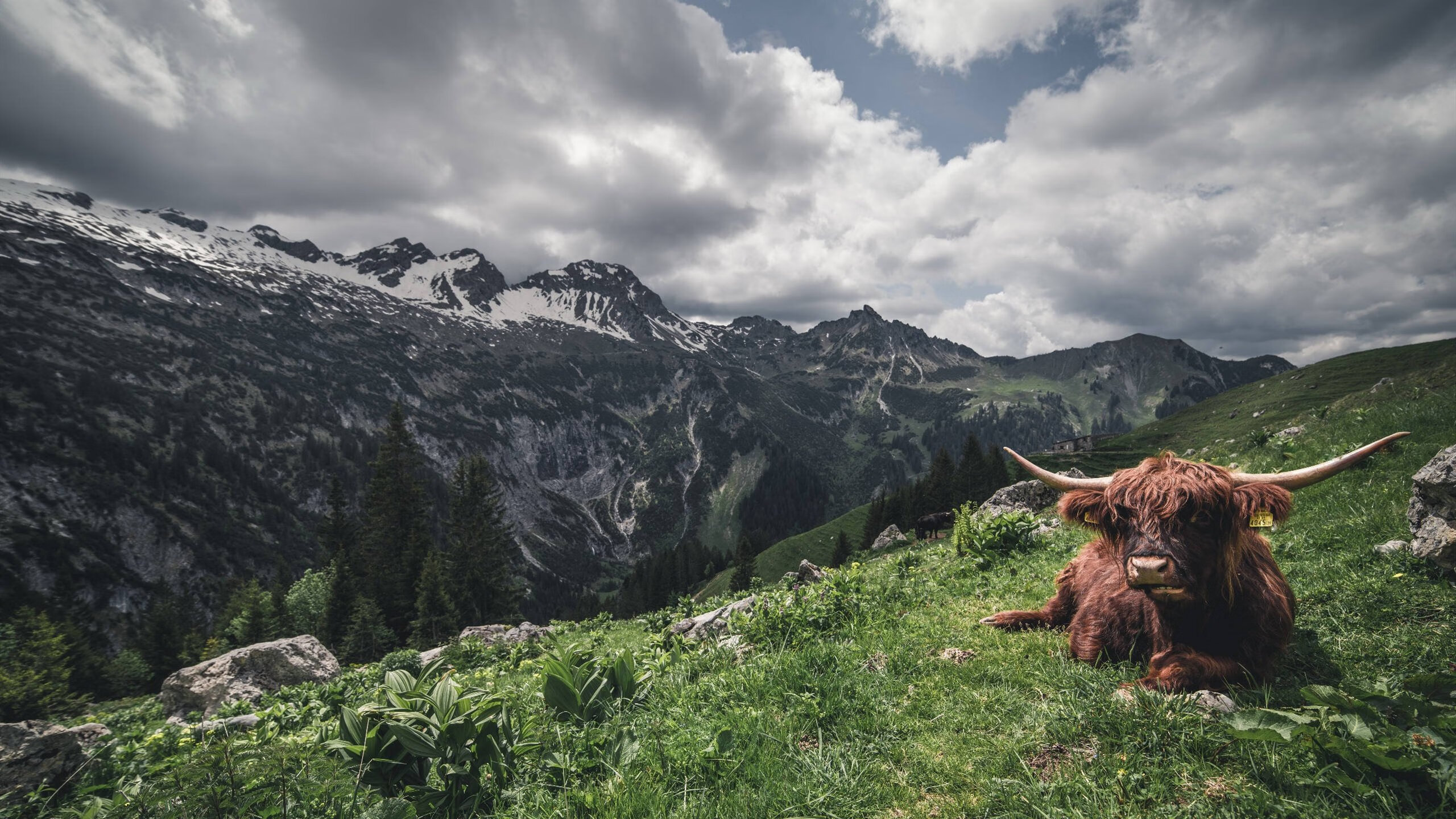 瑞士男队自由泳表现稳健，瑞士游泳